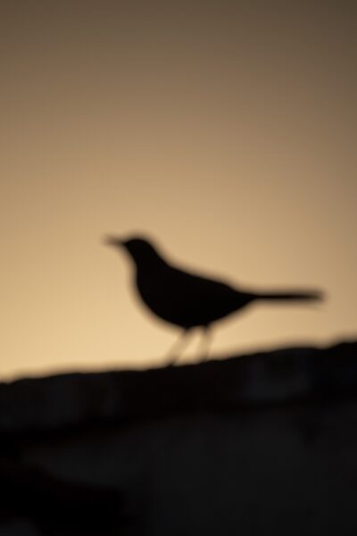 Verschwommener, dunkler Vogel vor hellem Hintergrund.