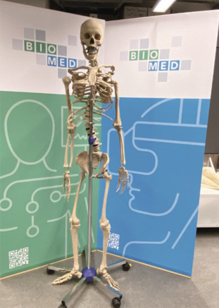 Ein partielles menschliches Skelett. Zusammengesetzt aus Einzelteilen aus einem 3D-Drucker.